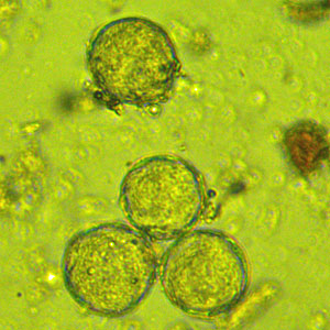 Clematis virginiana - Virgin’s Bower - male flower pollen